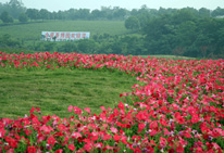 含眉茶博园简介