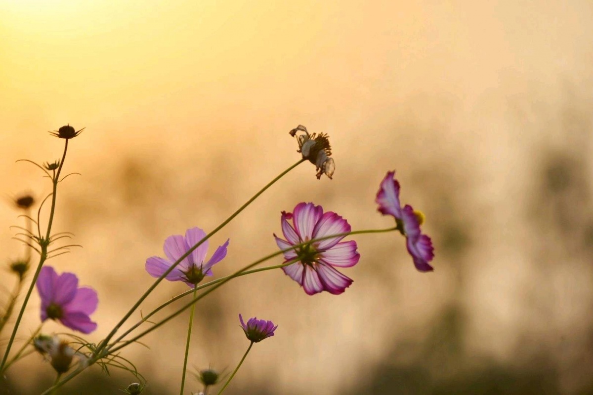 微信图片_20181021131158.jpg 微信图片_20181021131158.jpg