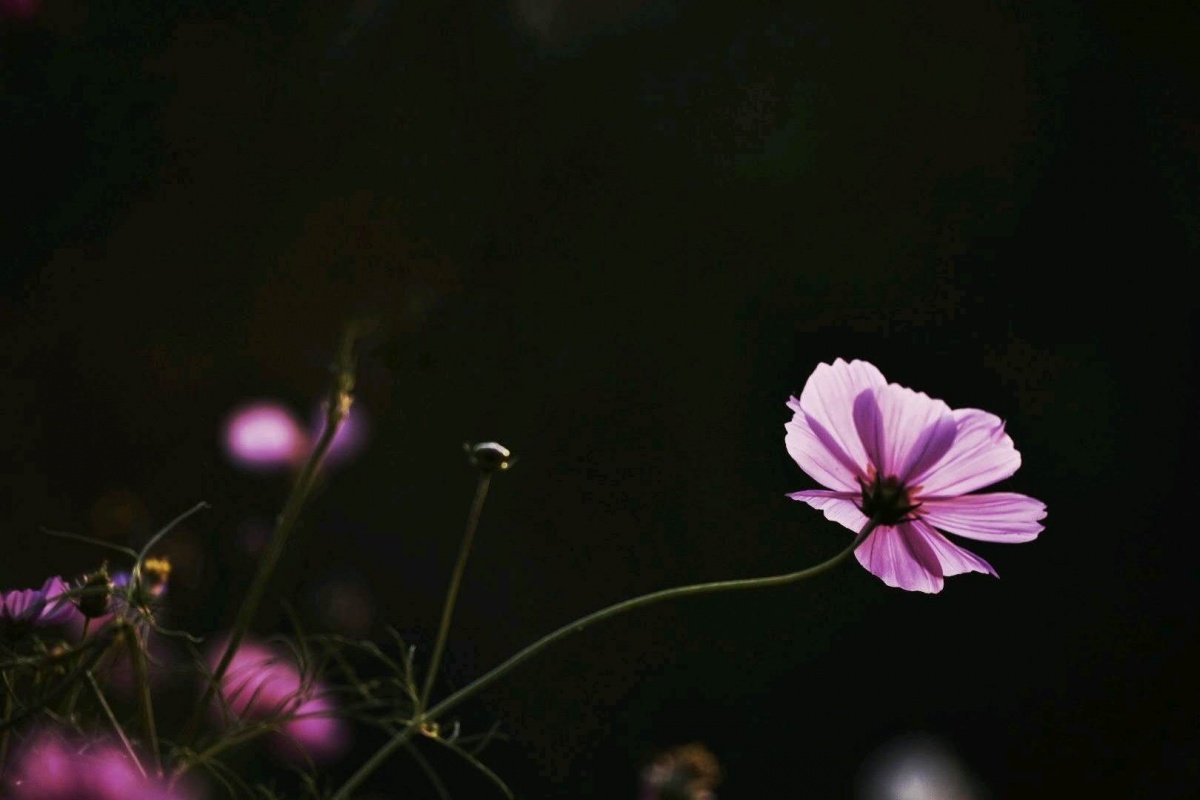 微信图片_201810211312541.jpg 微信图片_201810211312541.jpg