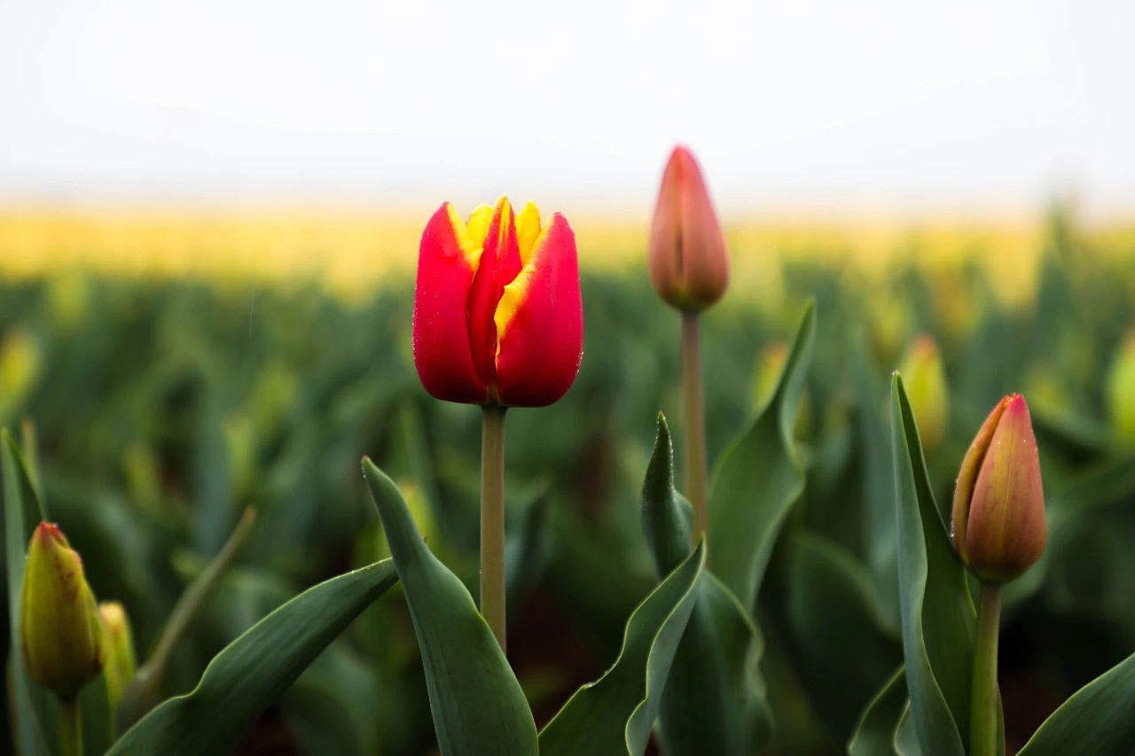 疫情过后，我们相约郁金香高地，可好？