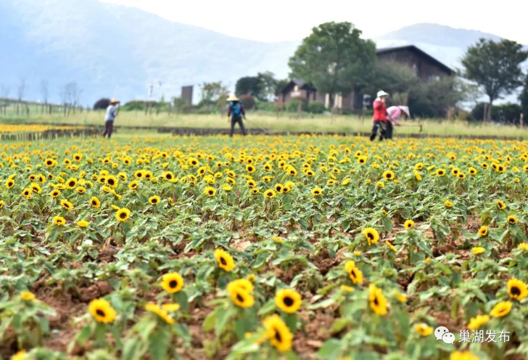 这个秋天，当百合遇上向日葵，将演绎半汤的秋日童话