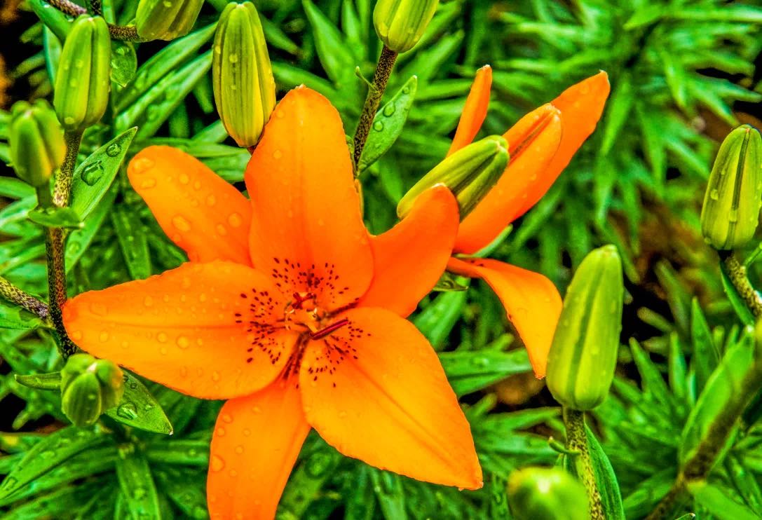 喜报！郁金香高地百合花开