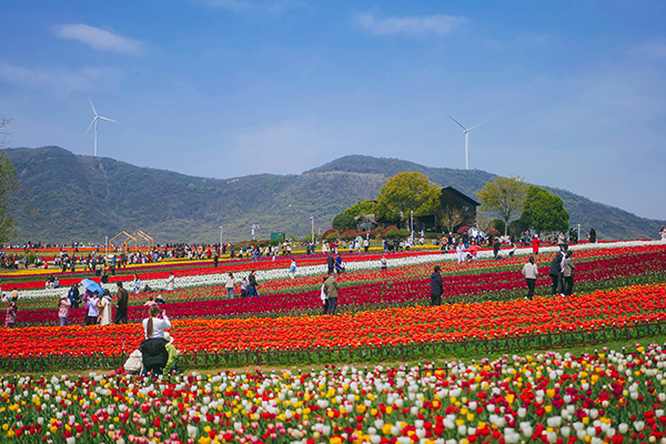 郁金香高地简介